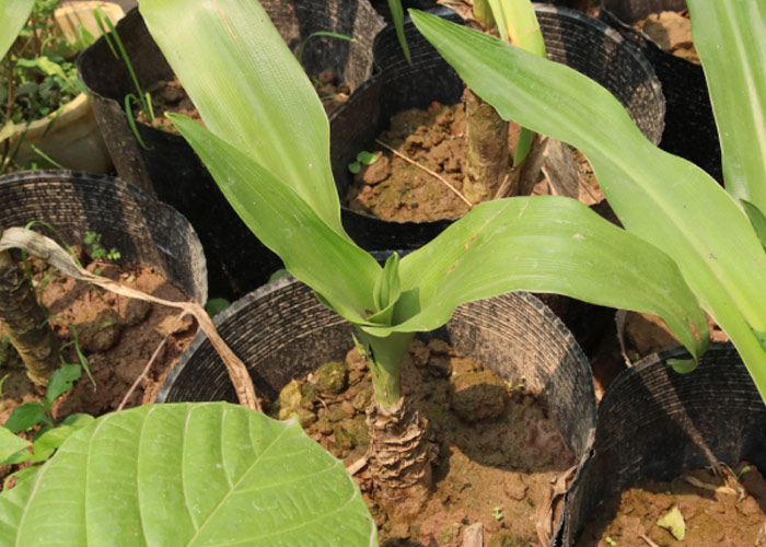 Cách trồng cây náng hoa trắng