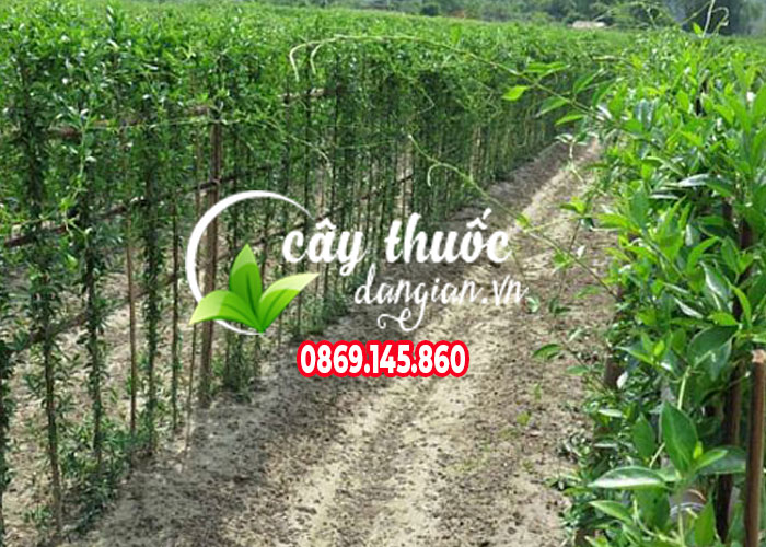 Cách trồng cây thìa canh