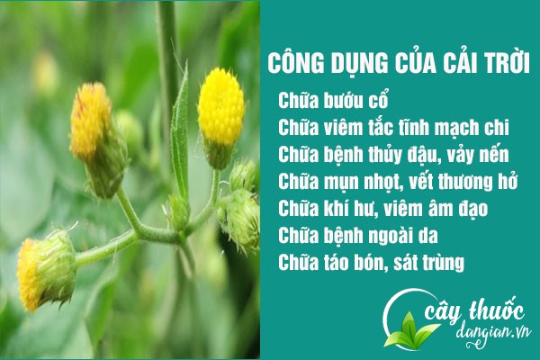 Cải trời có công dụng chữa bệnh bướu cổ và nhiều bệnh lý khác