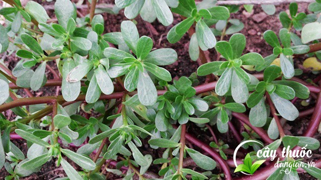 Cây rau sam chữa bệnh kiết lỵ