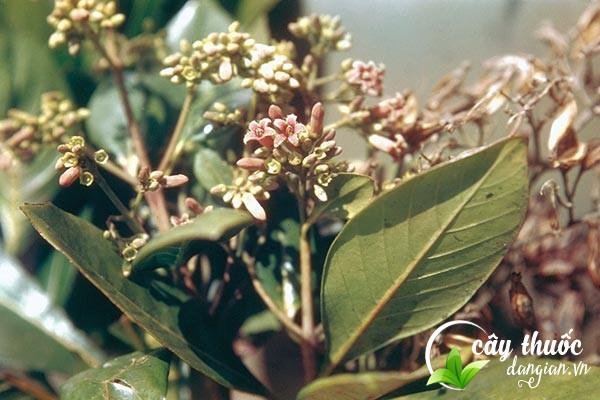 Canh ki na từ xưa đã được ứng dụng vào việc chữa bệnh