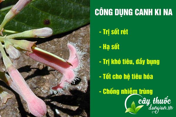 Một số công dụng tuyệt vời của canh ki na đối với sức khỏe