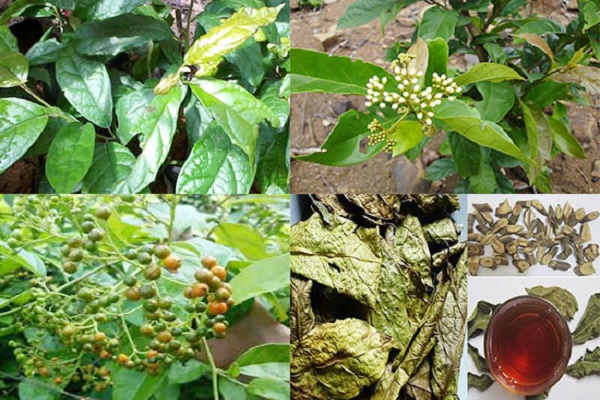 Cao xạ đen là thành phẩm được làm từ cây xạ đen là chính và một số dược liệu khác