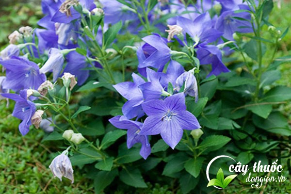 Cát cánh có nhiều tên gọi khác như bạch dược, cánh thảo,... được sử dụng để làm thuốc chữa bệnh