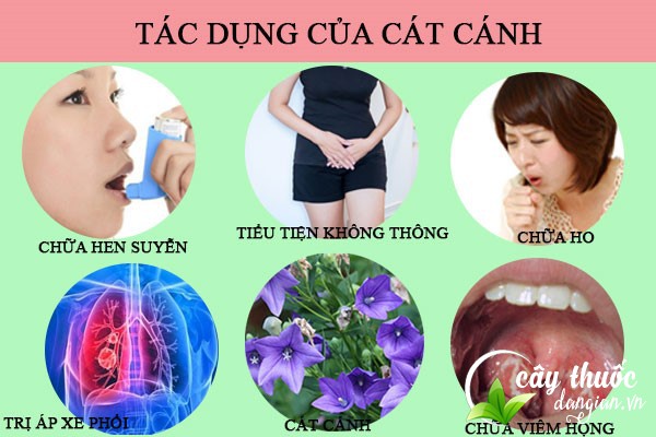 Tác dụng của cát cánh đối với sức khỏe