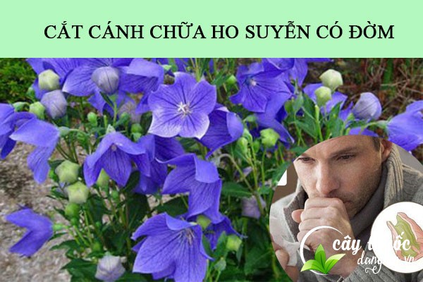 Cát cánh được sử dụng làm bài thuốc chữa ho suyển có đờm