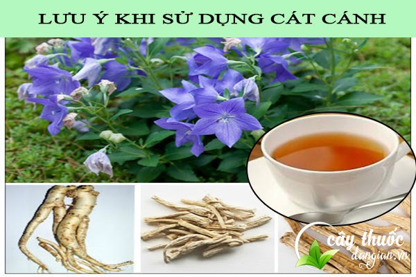 Lưu ý tham khảo ý kiến bác sĩ trước khi sử dụng các bài thuốc từ cát cánh