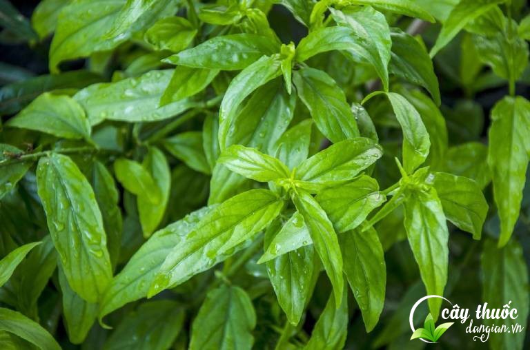 Đây là hình ảnh lá cây bìm bịp