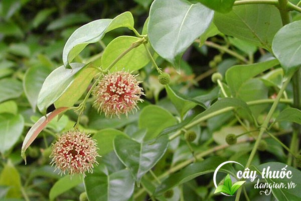 Câu đằng móc còn có nhiều tên gọi khác như gai móc câu, cú giằng,... được dùng làm thảo dược chữa bệnh