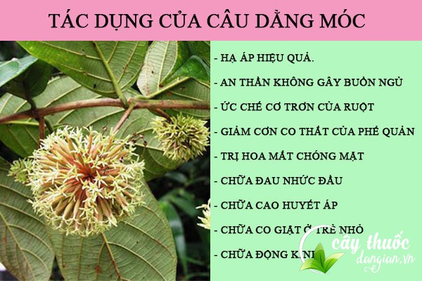 Một số công dụng tốt của câu đằng móc