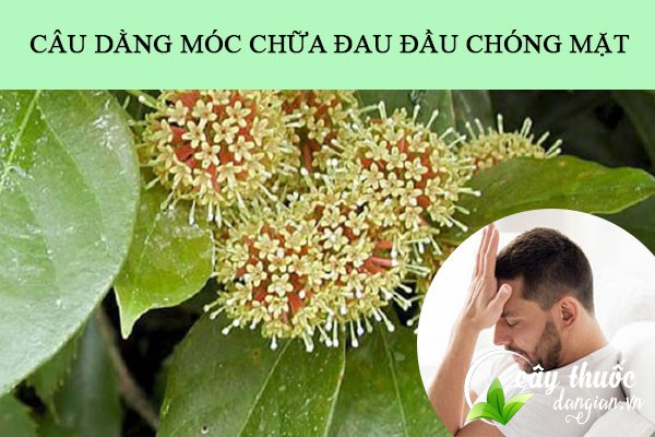 Câu đằng móc chữa chóng mặt, đau đầu