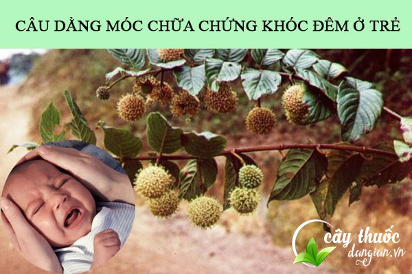 Bài thuốc câu đằng móc chữa chứng khóc đêm cho trẻ khá tốt