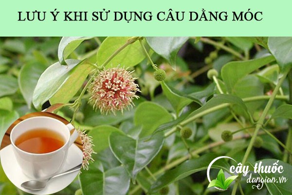 Lưu ý không nên lạm dụng bài thuốc từ câu đằng móc khi chưa tham khảo ý kiến bác sĩ