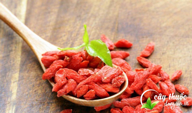 Câu kỷ tử là vị thuốc giúp bổ máu rất tốt