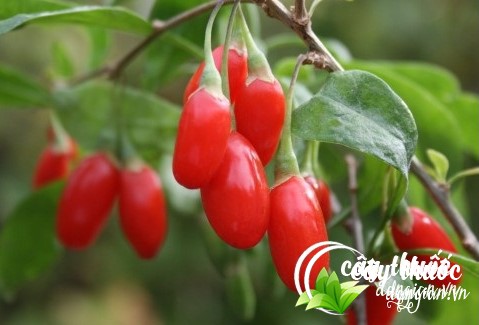 Hình ảnh câu kỷ tử trong tự nhiên