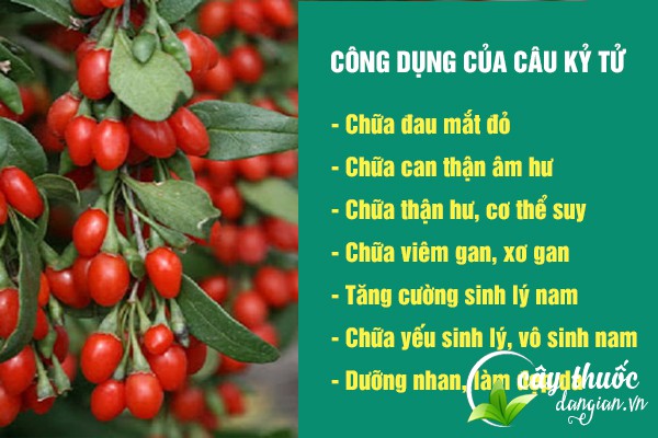 Những công dụng tuyệt vời của câu kỷ tử đối với sức khỏe