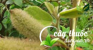 Quả cây an xoa được các lông bao bọc