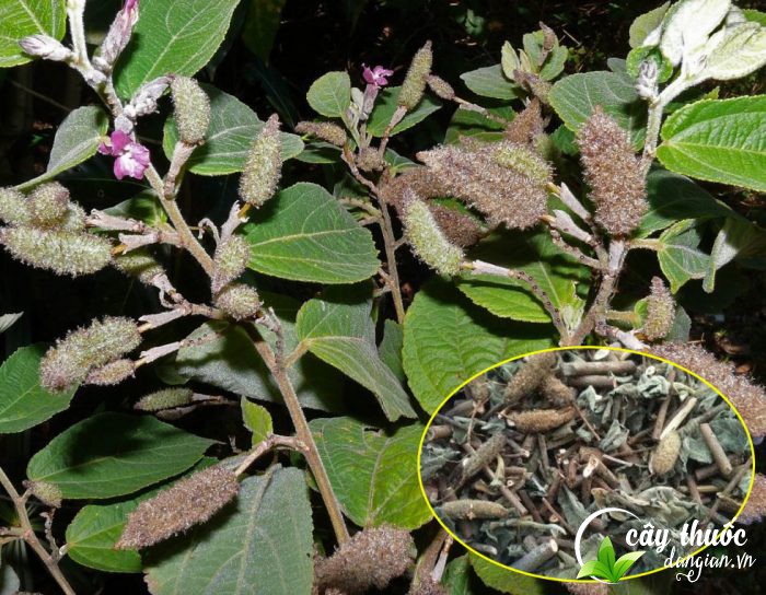 Hình ảnh cây an xoa hoa tím