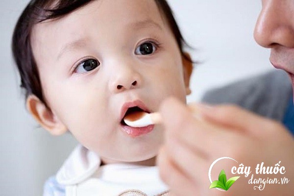 Cây bạc thau giúp trị ho cho trẻ hiệu quả