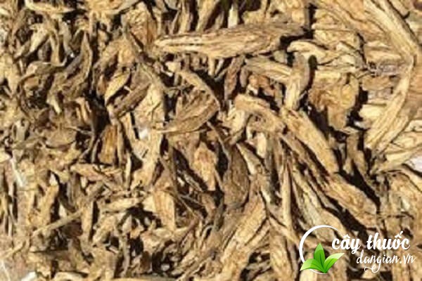 Cây bạc thau có thể dùng săc thuốc hoặc dùng ngoài