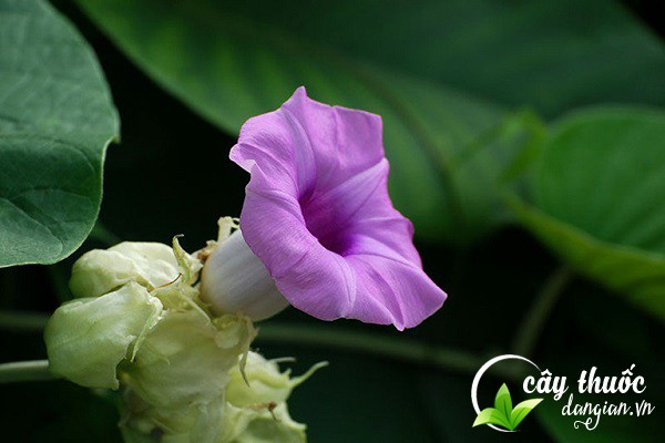 Nên rửa sạch nguyên liệu trước khi sử dụng