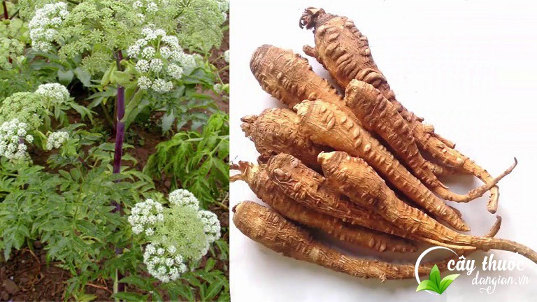 Bài thuốc chữa bệnh từ bạch chỉ