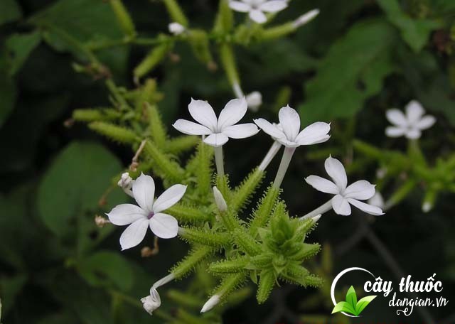 mot-so-luu-y-khi-su-dung-bach-hoa-xa