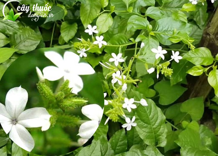 Cây bạch hoa xà đuôi công