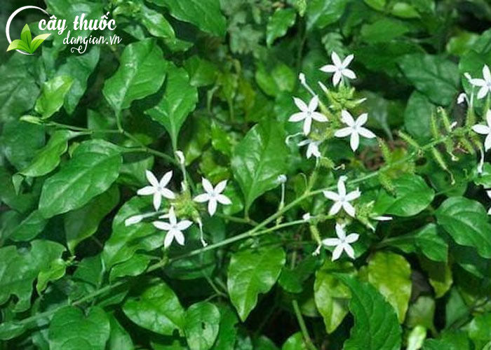 Cây bạch hoa xà thiệt thảo