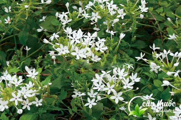 mua-bach-hoa-xa-o-dau