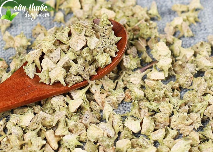 Cây bạch tật lê khô