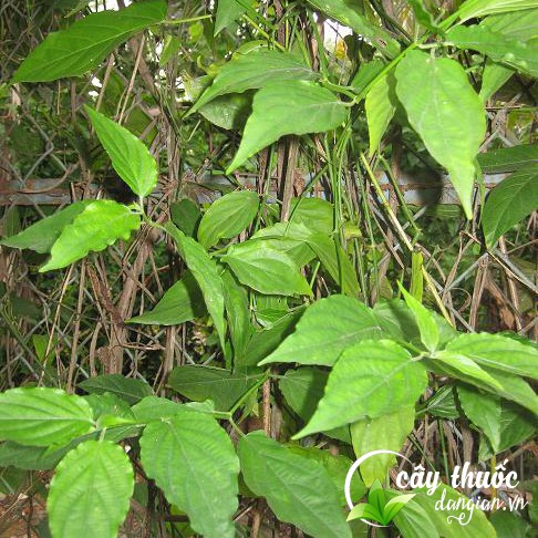 Hình ảnh cây bìm bịp