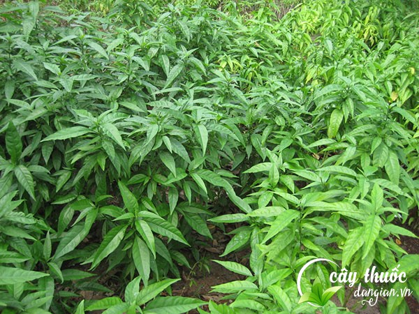 Cây bìm bịp có nhiều tác dụng chữa bệnh