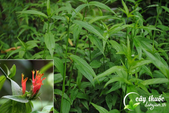 Phân biệt lá cây bìm bịp