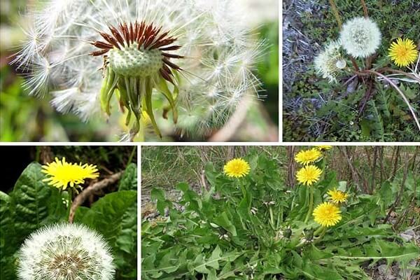 Cây bồ công anh lùn (thấp) là một loại cây khá quen thuộc với người dân Việt Nam