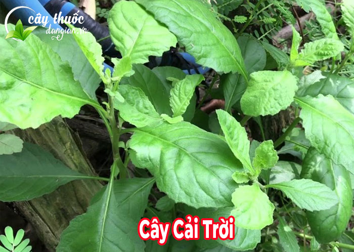 Cây cải trời
