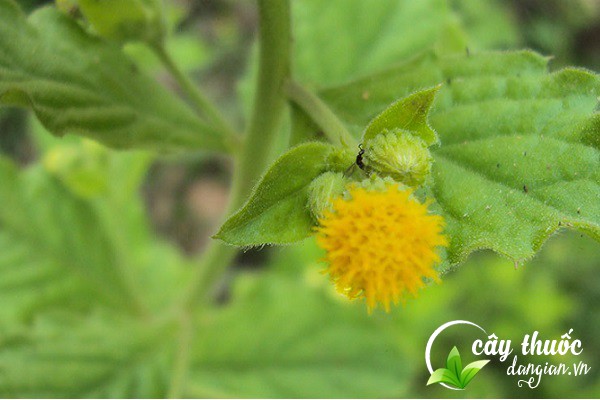 Cây cải trời còn gọi là cải đất, cải ma, hạ khô thảo nam,... là một dược liệu được dùng để chữa nhiều bệnh lý