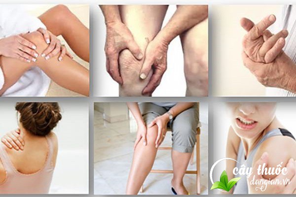 Cẩu tích có tác dụng chữa trị các bệnh đau nhức xương khớp,...