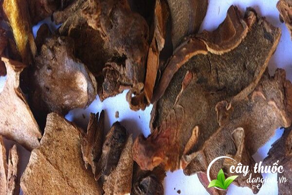 Lưu ý khi dùng cẩu tích