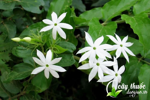 hinh-anh-cay-che-vang