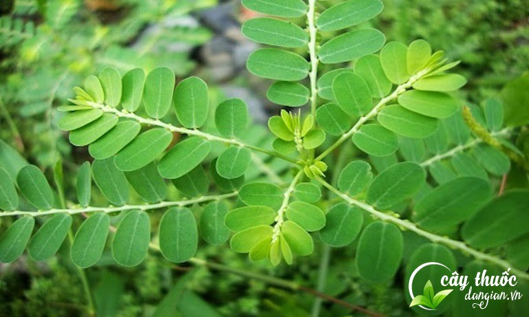 Cây cho đẻ có tác dụng kháng khuẩn