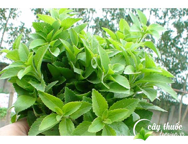 cach-su-dung-cay-co-ngot