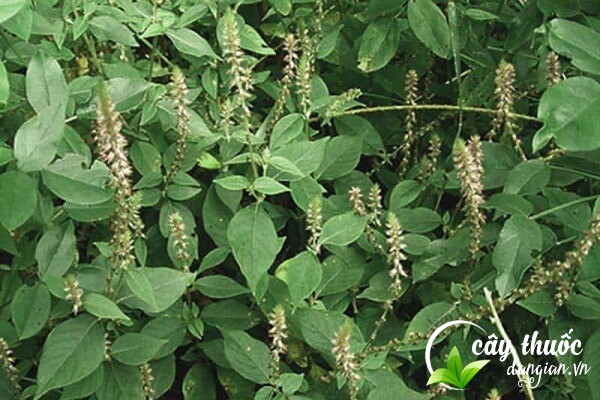 Cây cỏ xước hay còn có nhiều tên gọi khác nhau như ngưu tất nam, thổ ngưu tất,...