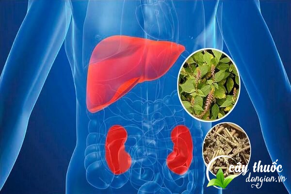 Cây cỏ xước có nhiều công dụng tốt cho gan, thận và chữa nhiều bệnh lý khác