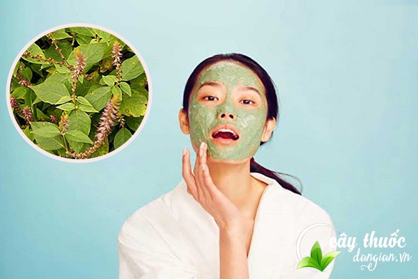 Bài thuốc cây cỏ xước giúp trị mụn, làm đẹp được nhiều chị em áp dụng