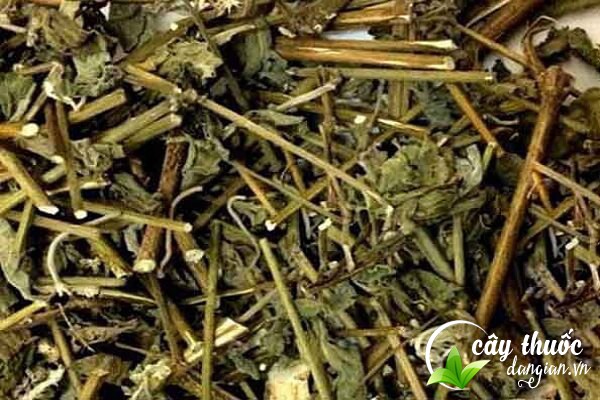 Lưu ý khi dùng cỏ xước không được lạm dụng quá liều