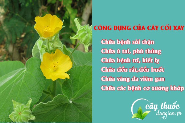 Một số công dụng tốt của cây cối xay đối với sức khỏe 