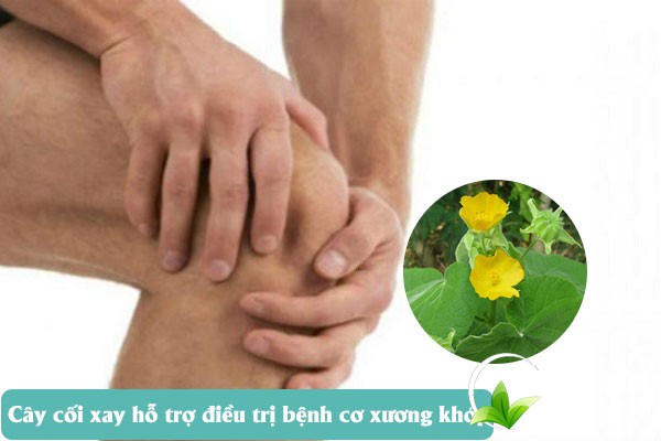 Bài thuốc cây cối xay hỗ trợ điều trị bệnh cơ xương khớp hiệu quả