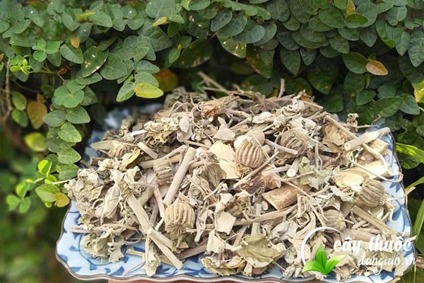 Lưu ý không lạm dụng bài thuốc cây cối xay để tránh những tác dụng phụ của thuốc