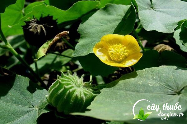 Cây cối xay được xem là một dược liệu dùng để chế biến làm bài thuốc chữa bệnh